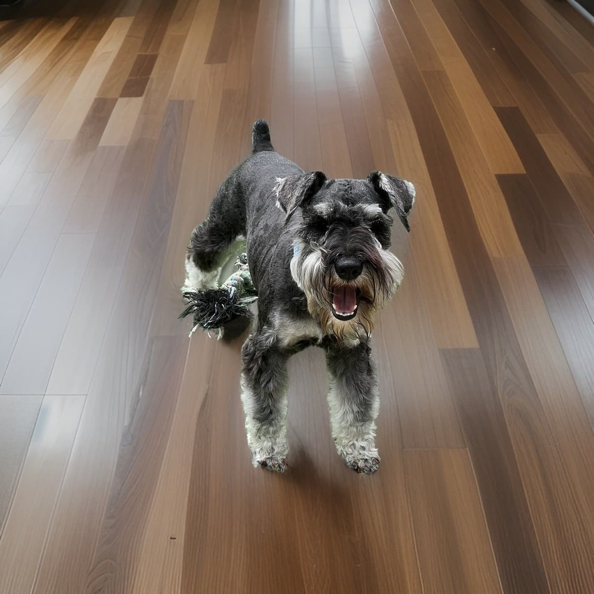 Miniature Schnauzer Puppies breeder image 21