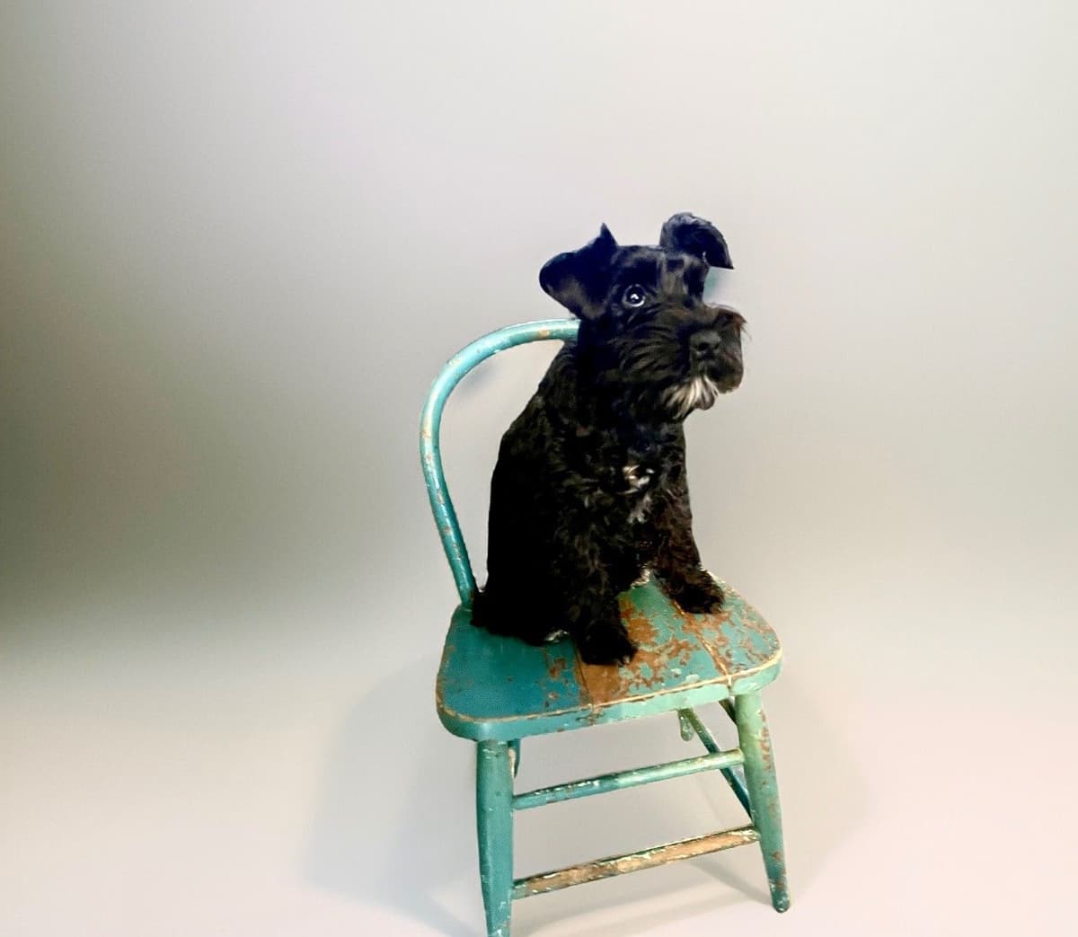 Miniature Schnauzer Puppies breeder image 24