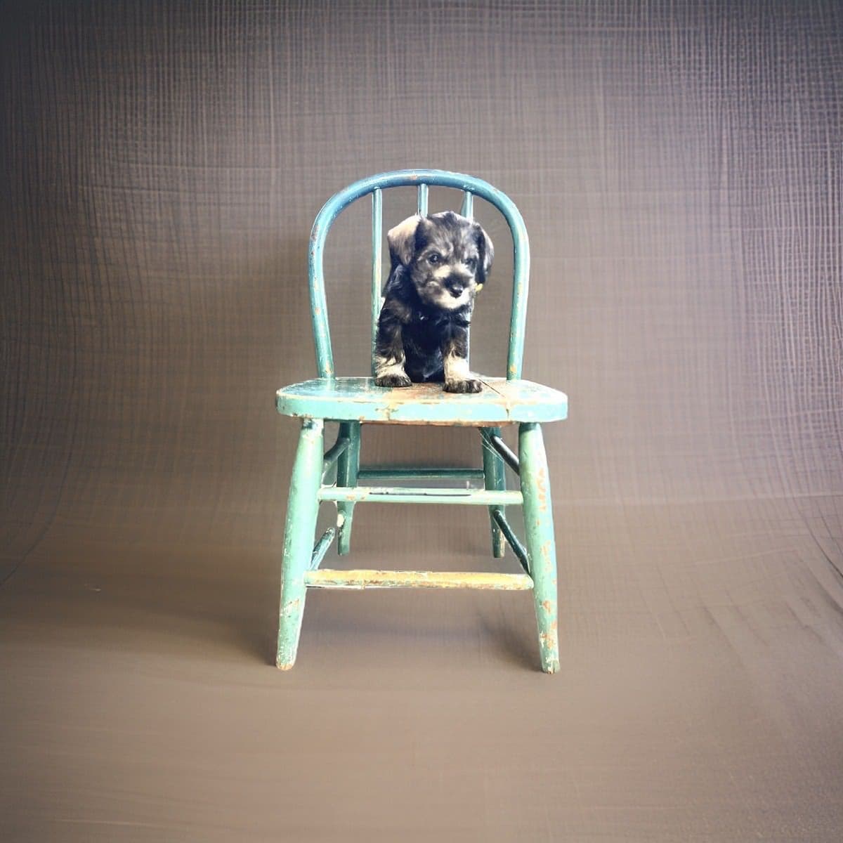 Miniature Schnauzer Puppies breeder image 25