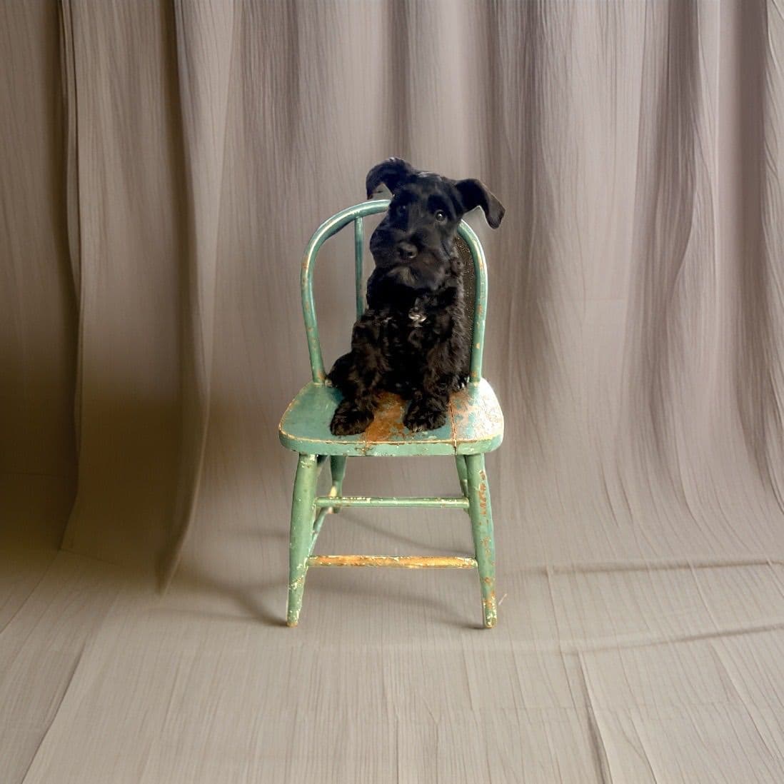 Miniature Schnauzer Puppies breeder image 27