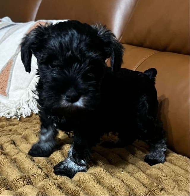 Miniature Schnauzer Puppies media 2