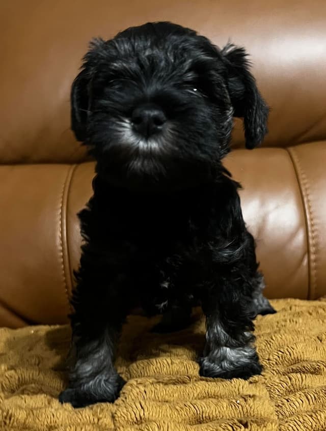 Miniature Schnauzer Puppies media 4