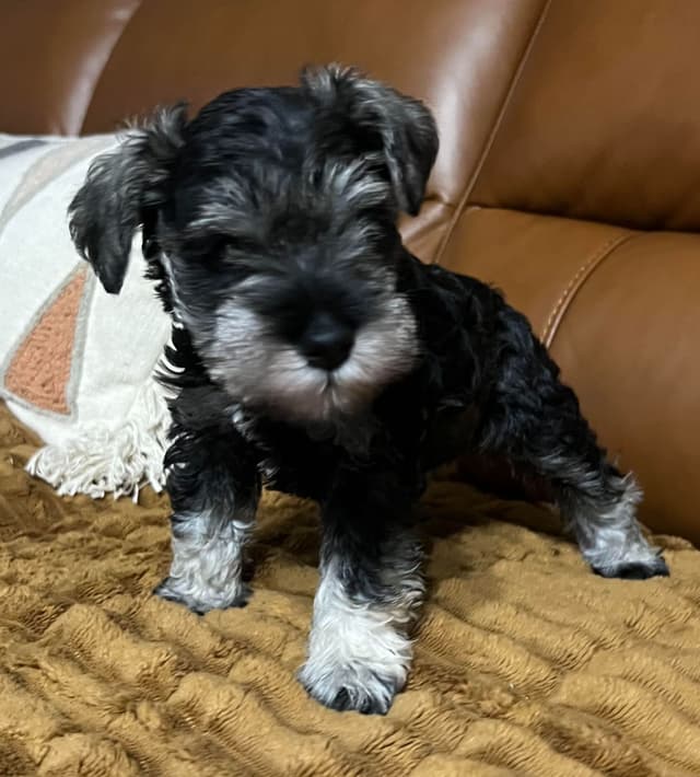 Miniature Schnauzer Puppies media 3