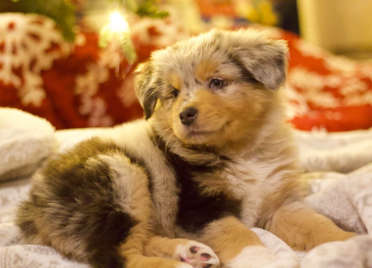 Australian Shepherd Puppies breeder image 1