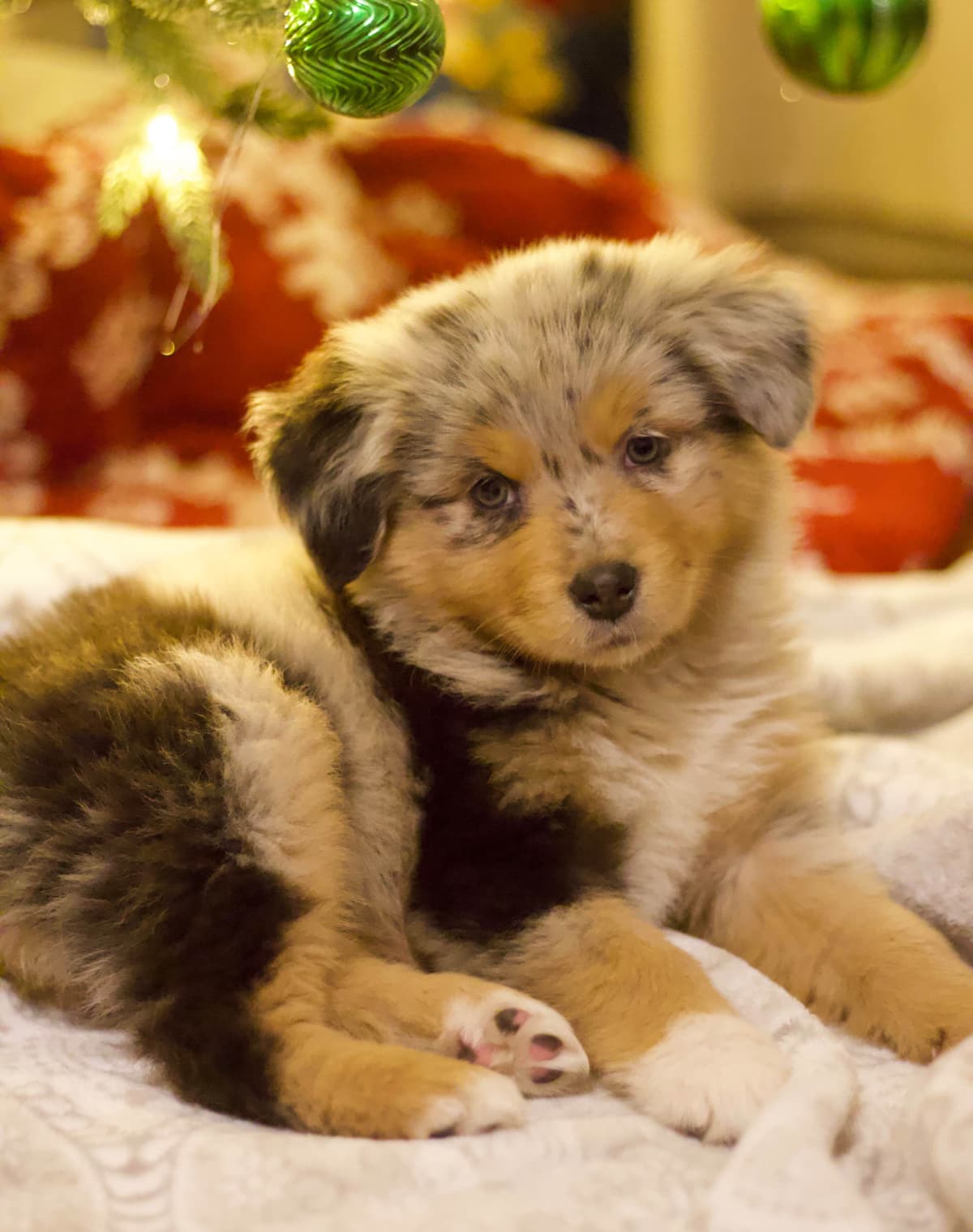 Australian Shepherd Puppies breeder image 2