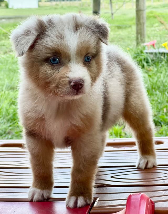 Australian Shepherd Puppies media 2