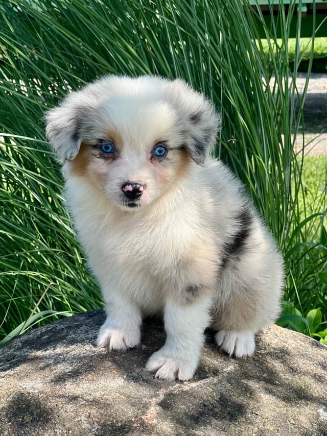 Australian Shepherd Puppies media 3