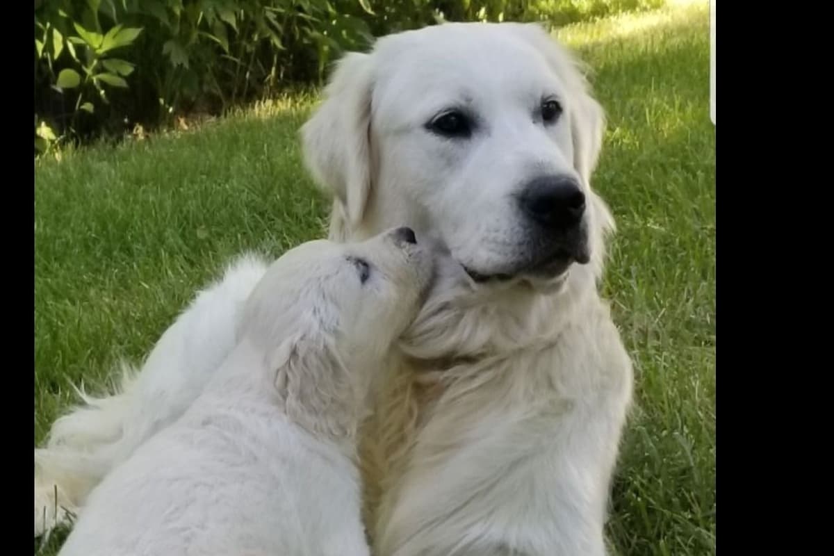 Flat-Coated Retriever Puppies breeder image 2