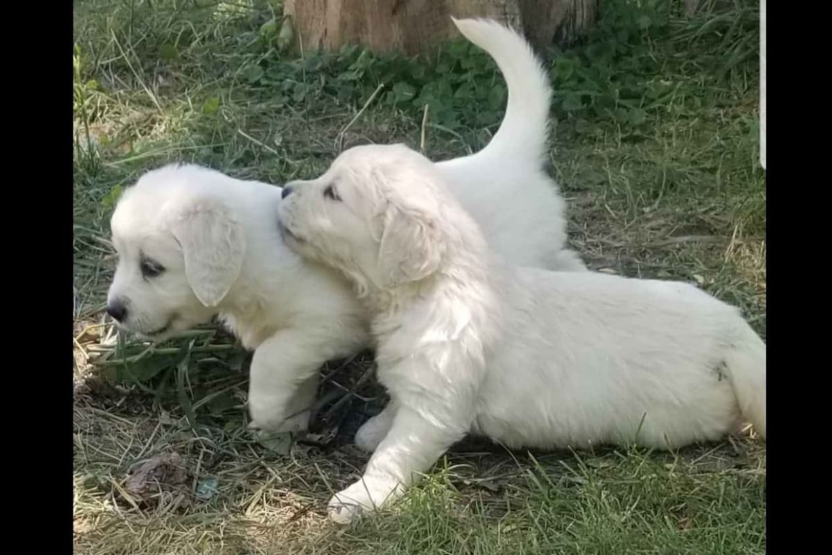 Flat-Coated Retriever Puppies breeder image 3