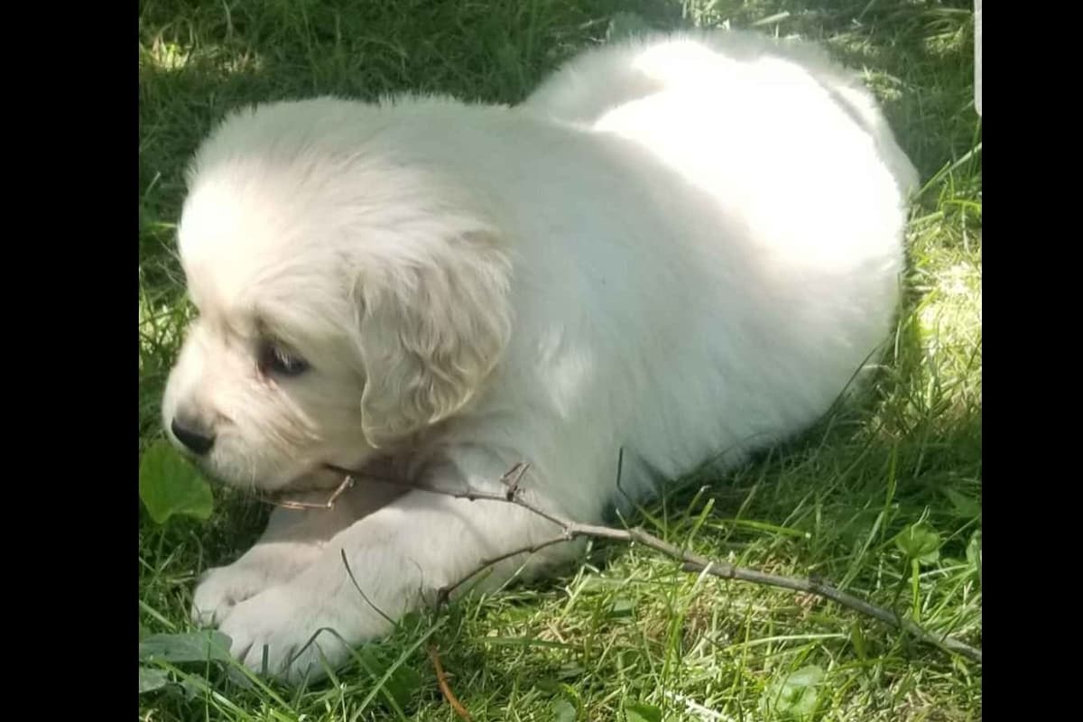 Flat-Coated Retriever Puppies breeder image 5