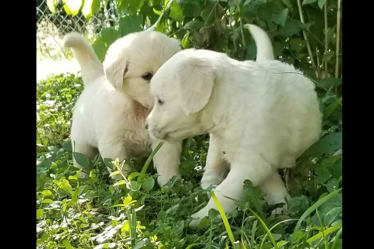 Flat-Coated Retriever Puppies breeder image 7