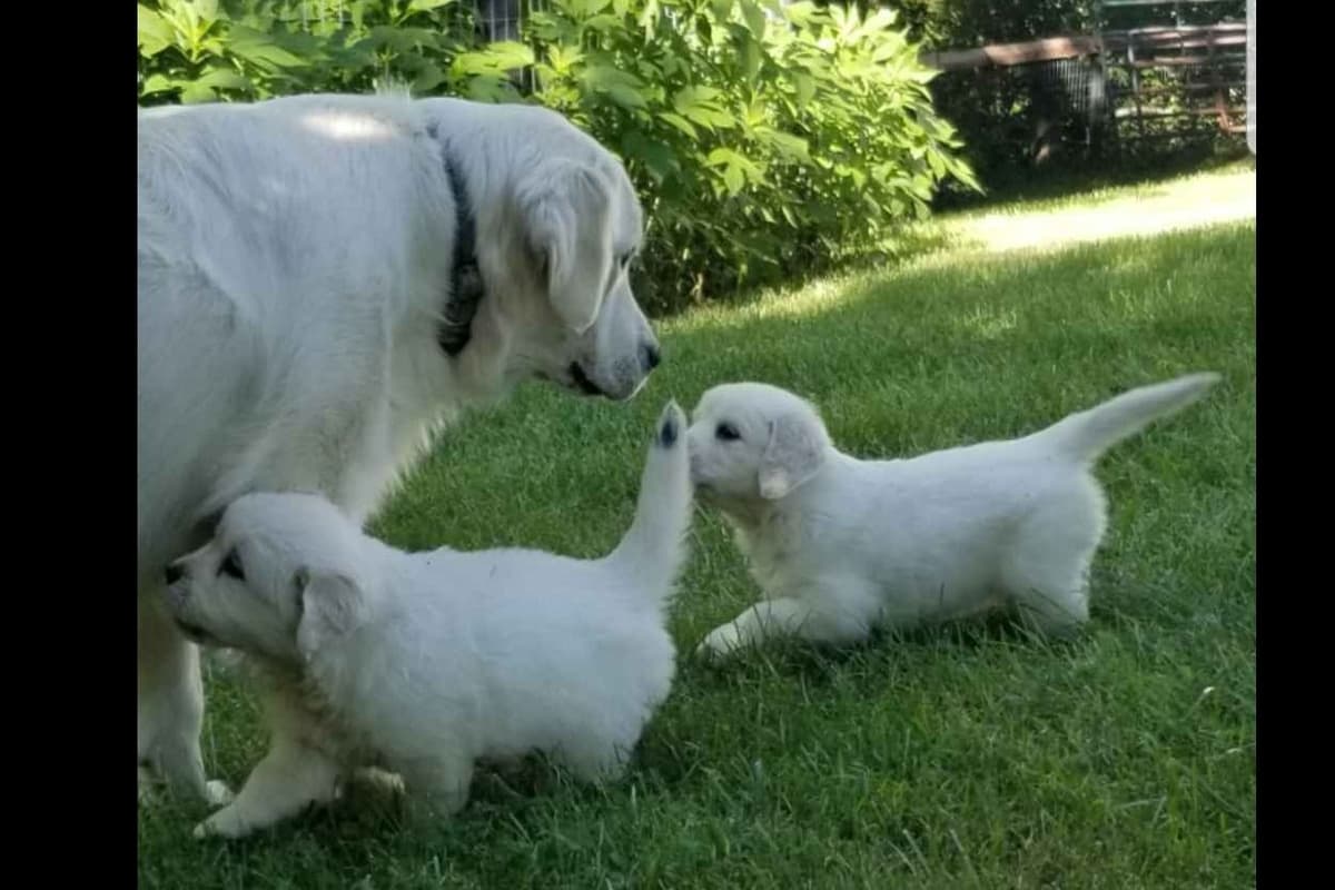 Flat-Coated Retriever Puppies breeder image 8