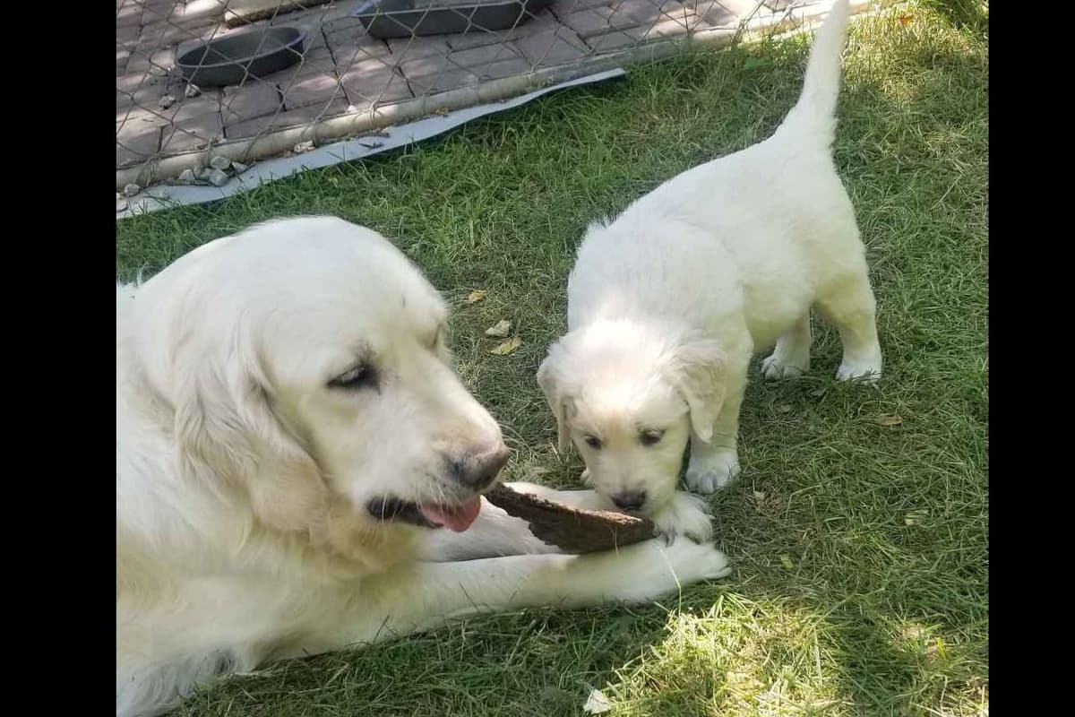 Flat-Coated Retriever Puppies breeder image 9