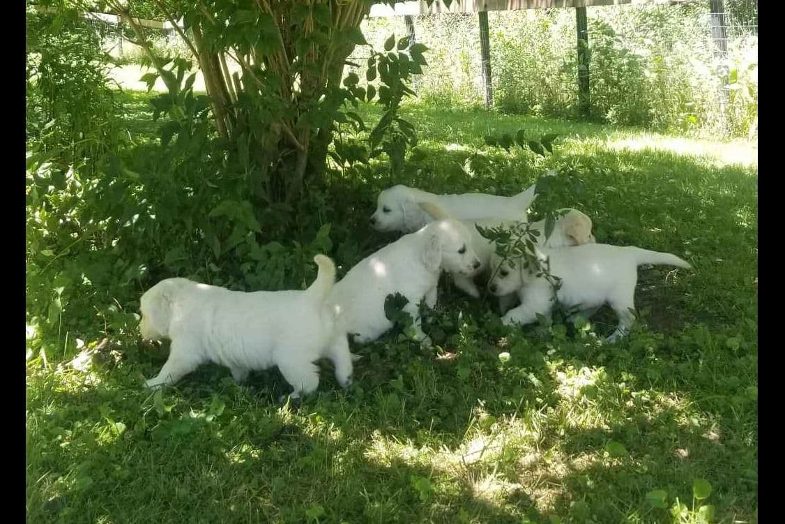 Flat-Coated Retriever Puppies breeder image 10