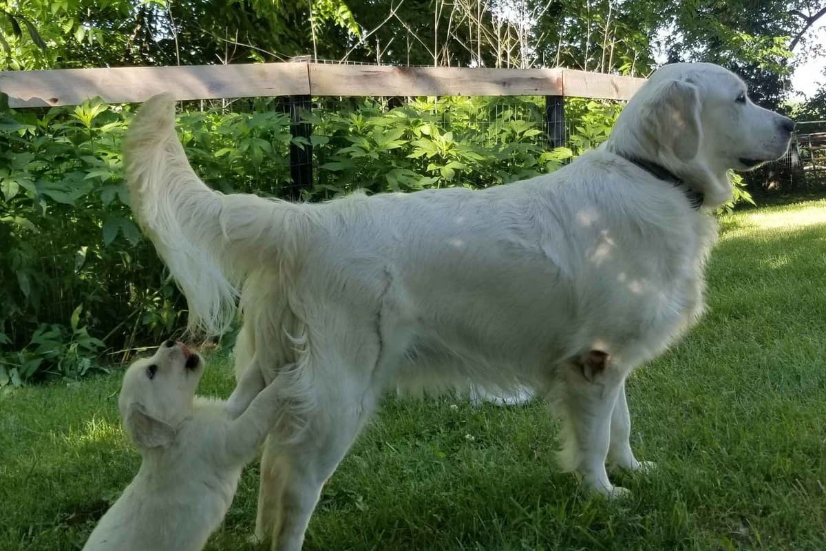 Flat-Coated Retriever Puppies breeder image 11