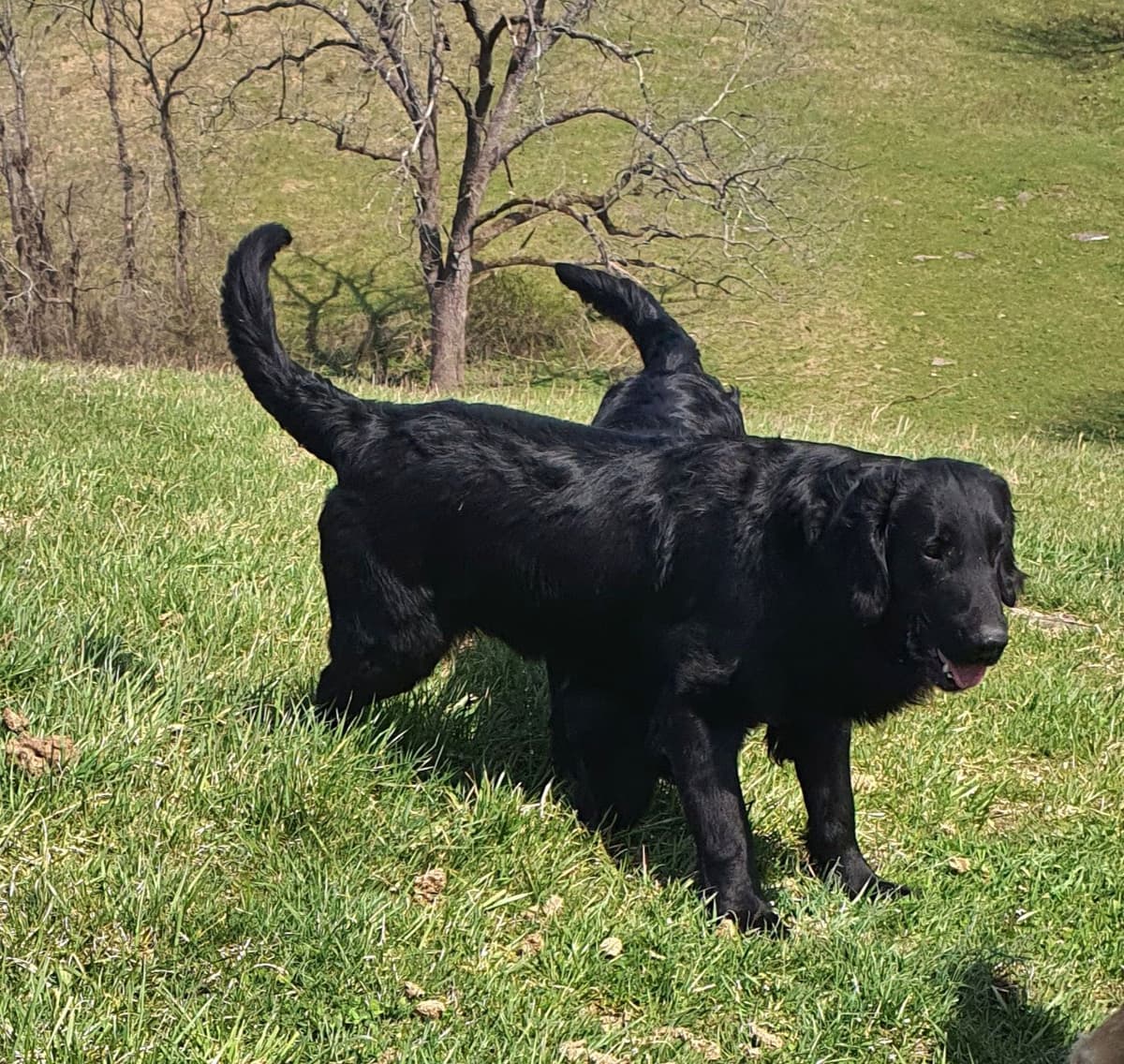 Flat-Coated Retriever Puppies breeder image 13