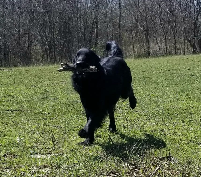 Flat-Coated Retriever Puppies breeder image 14