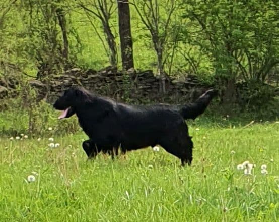 Flat-Coated Retriever Puppies media 4