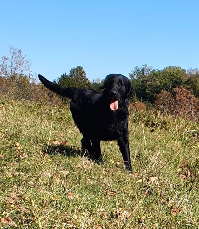 Flat-Coated Retriever Puppies media 5
