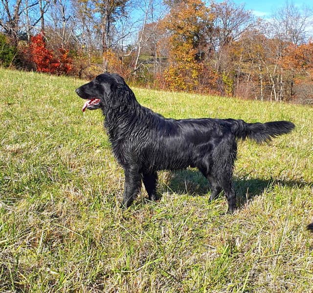 Flat-Coated Retriever Puppies media 6