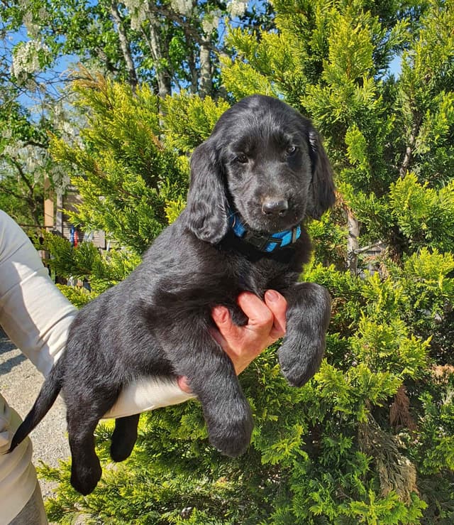 Flat-Coated Retriever Puppies media 3