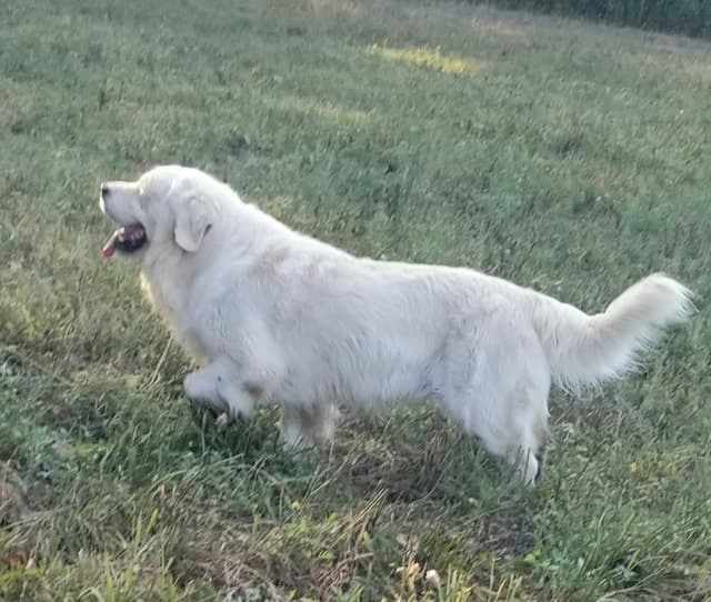 English Cream Golden Retriever media 4