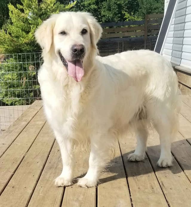 English Cream Golden Retriever media 5