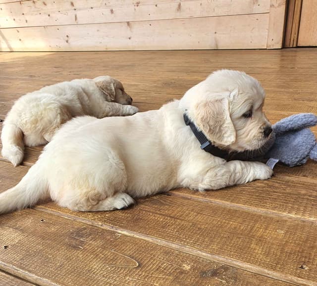English Cream Golden Retriever media 2