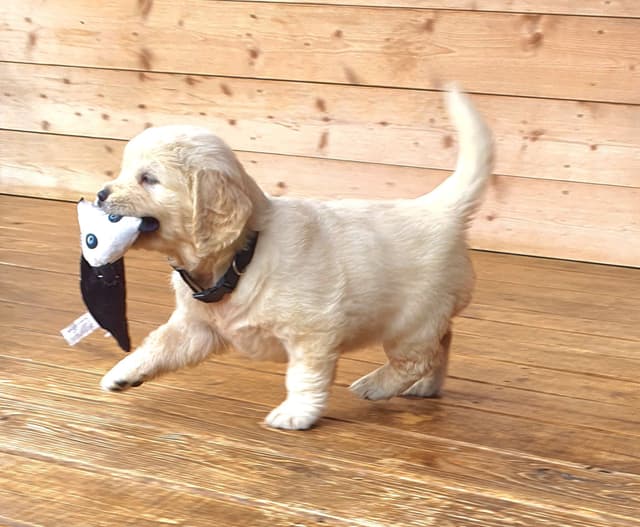 English Cream Golden Retriever media 3