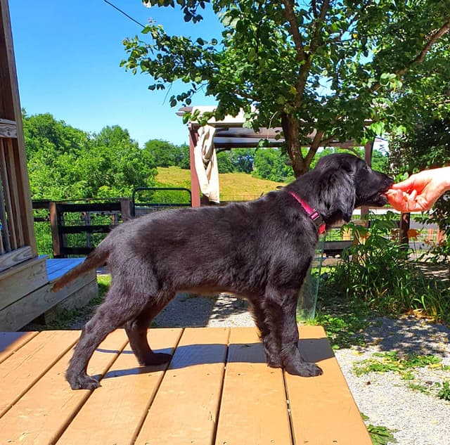 Flat-Coated Retriever Puppies media 2