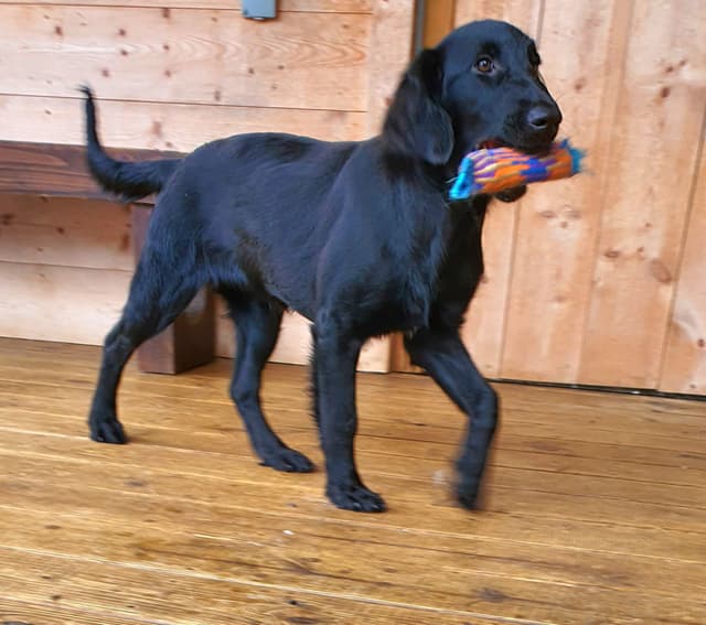 Flat-Coated Retriever Puppies media 2