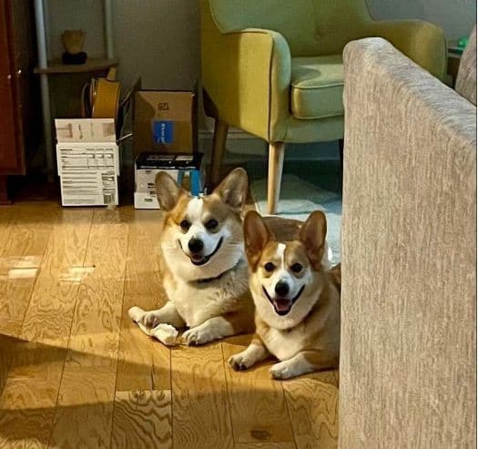 FREE AKC MALE CORGI (352)284-6697 breeder image 1