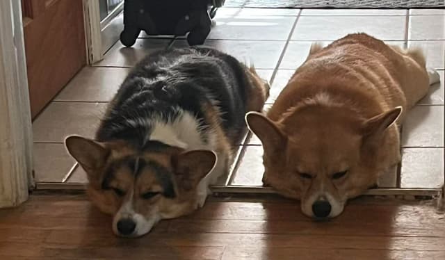 FREE AKC MALE CORGI (352)284-6697 media 3