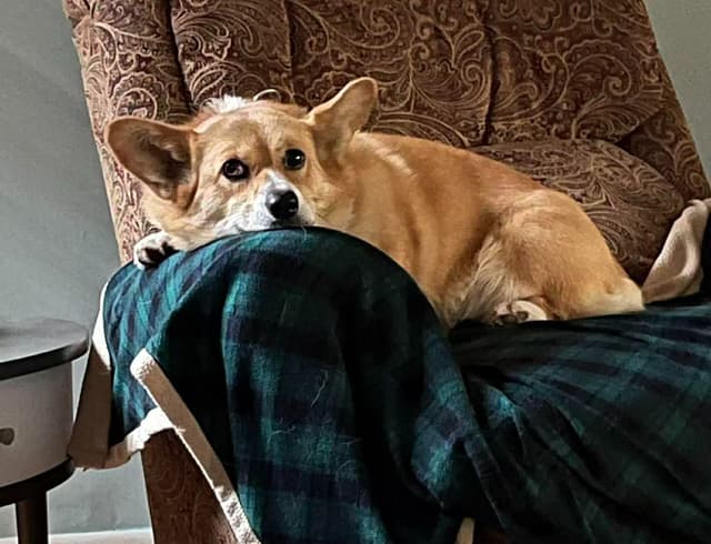 FREE AKC MALE CORGI (352)284-6697 media 4