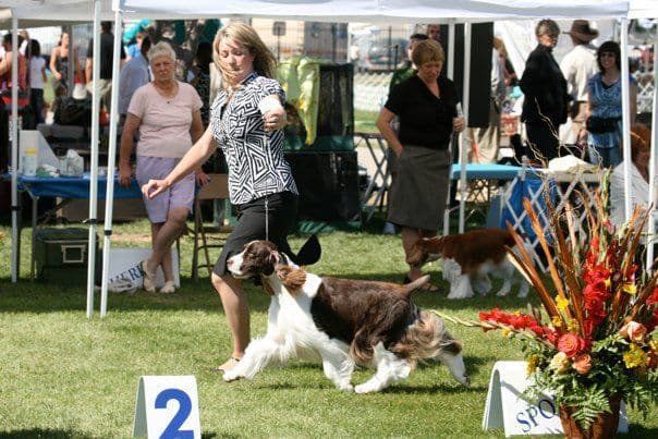 English Springer Spaniel Puppies breeder image 17