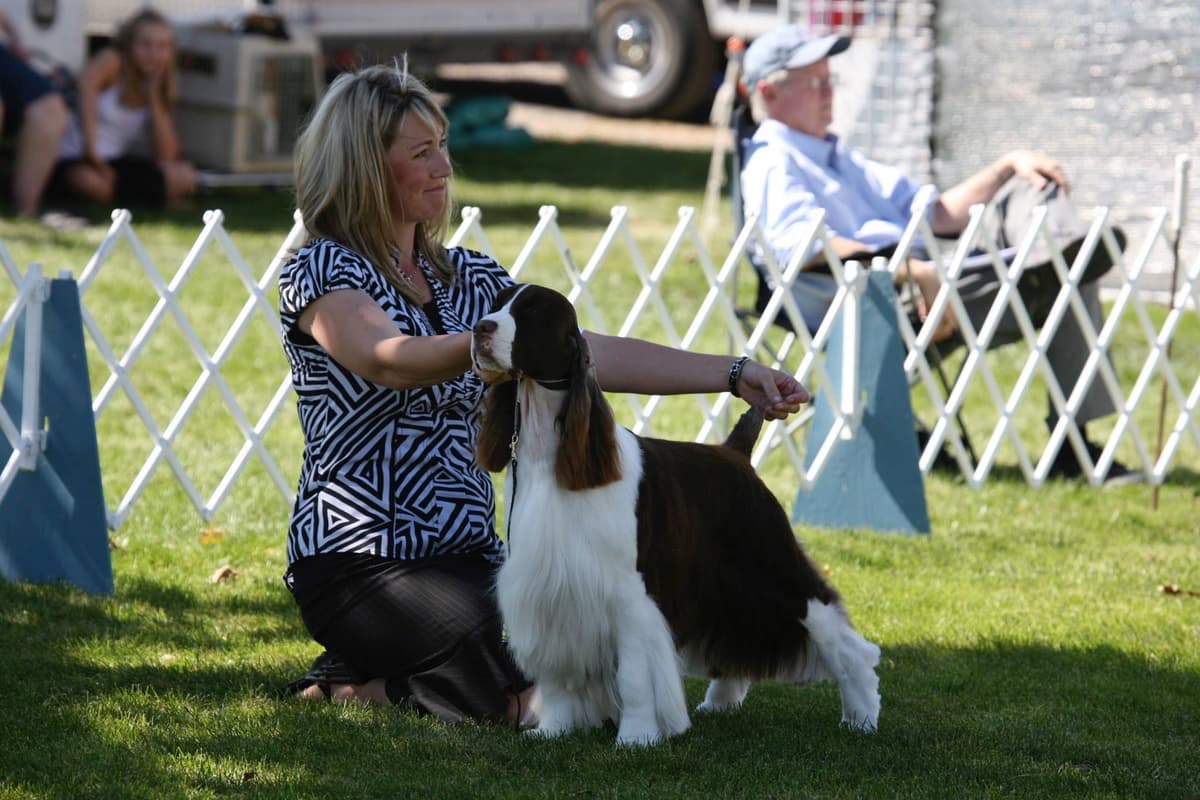 English Springer Spaniel Puppies breeder image 18