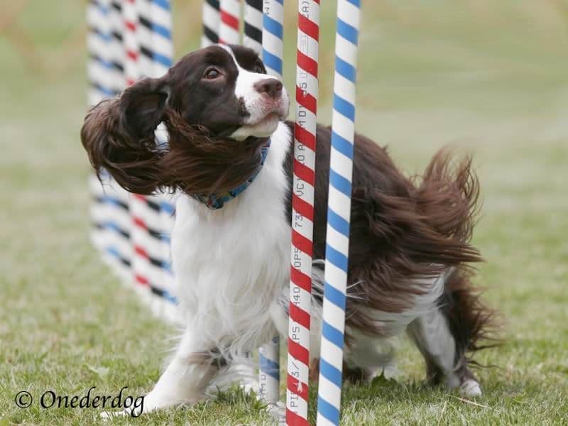 English Springer Spaniel Puppies breeder image 20