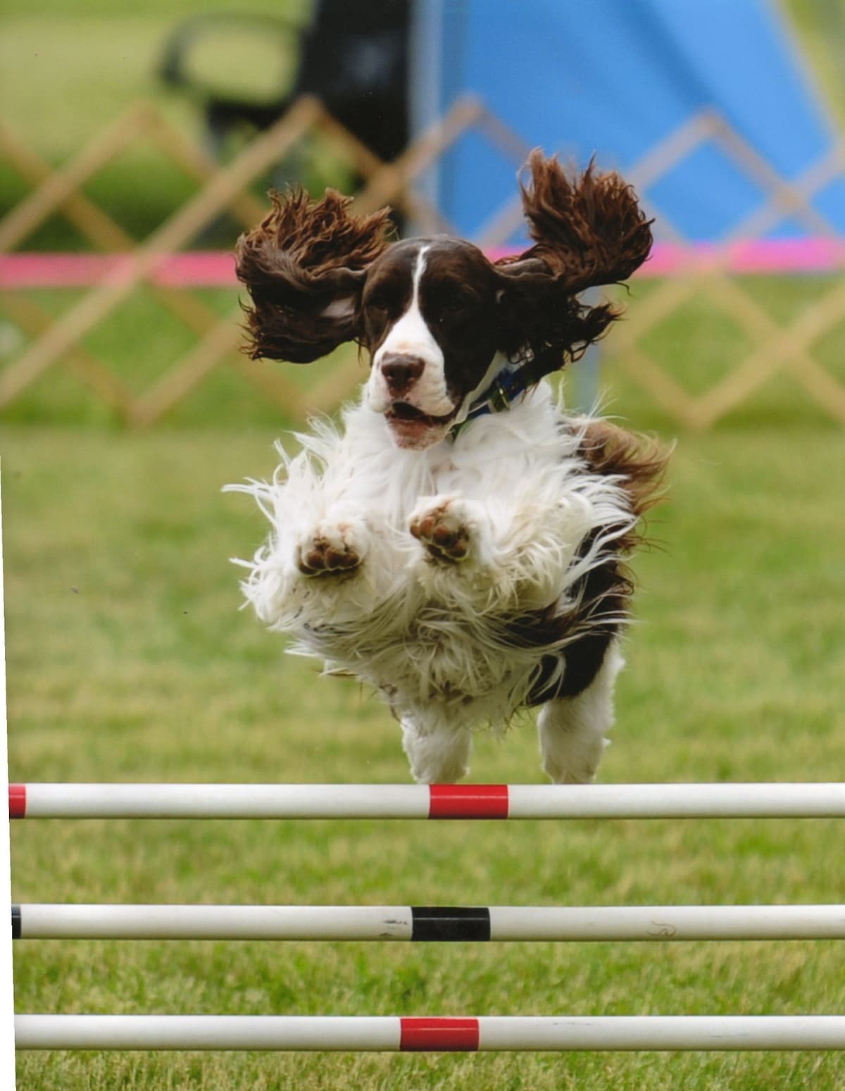 English Springer Spaniel Puppies breeder image 19