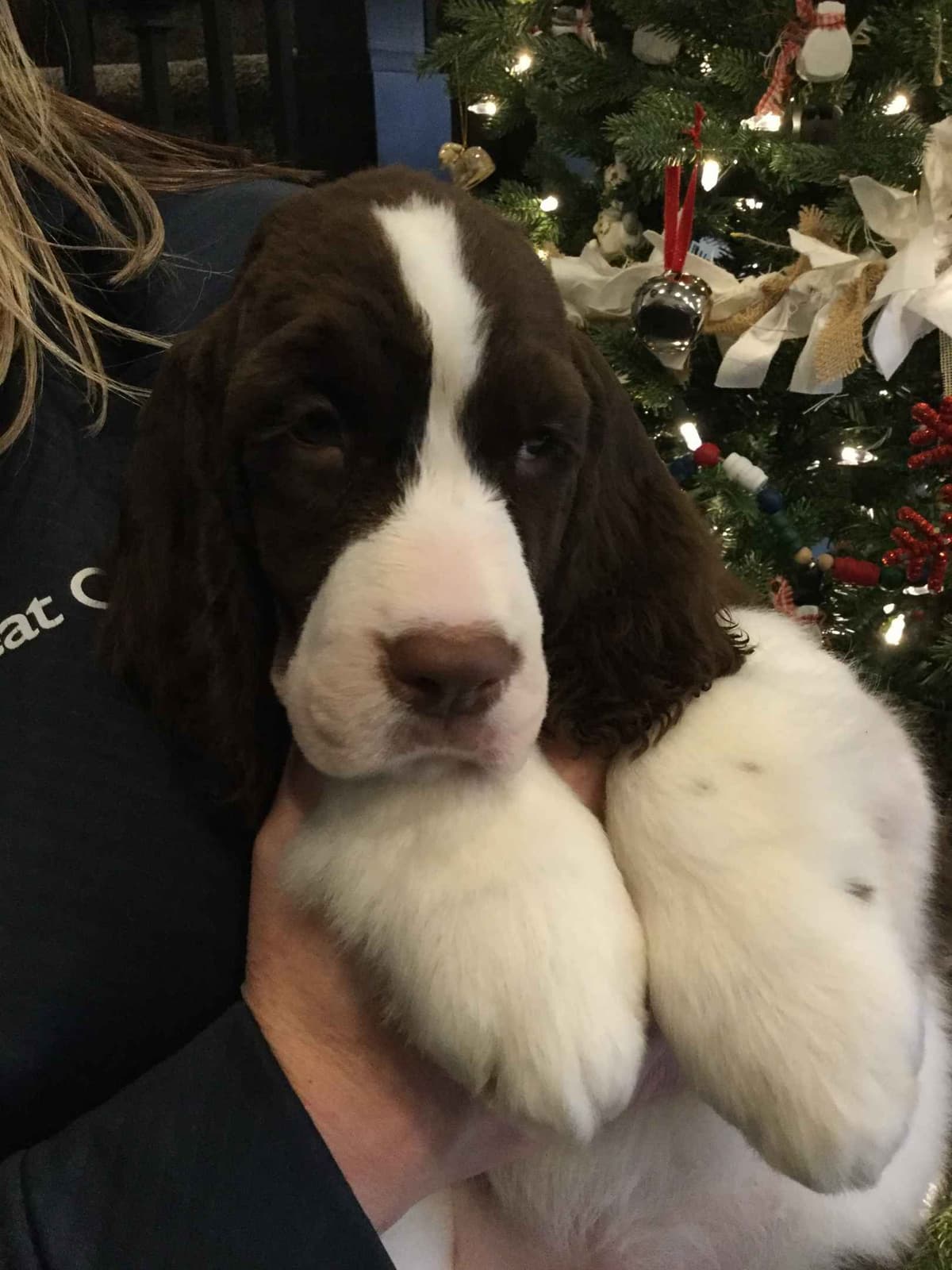 English Springer Spaniel Puppies breeder image 1