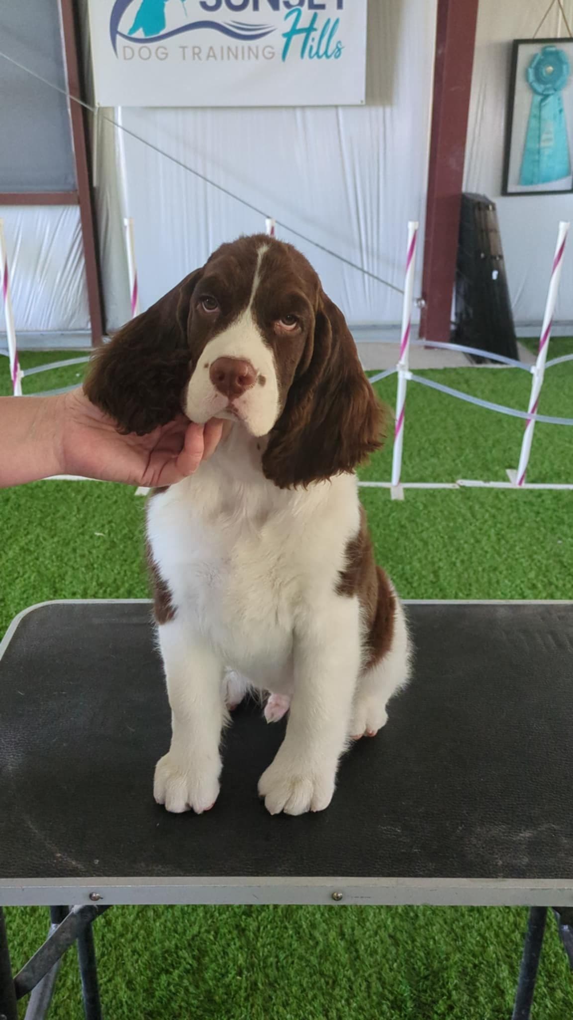 English Springer Spaniel Puppies breeder image 9