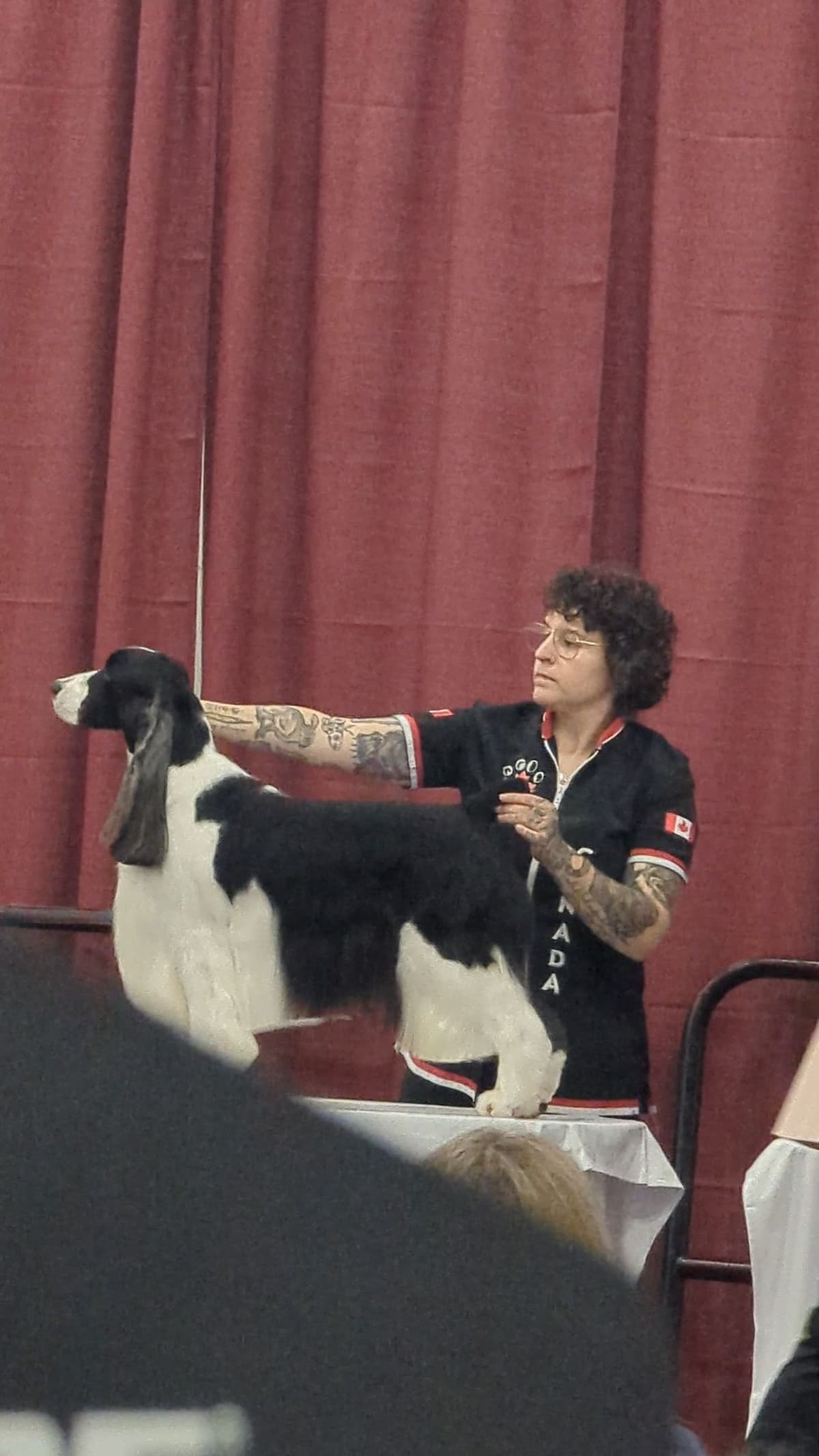 English Springer Spaniel Puppies breeder image 15