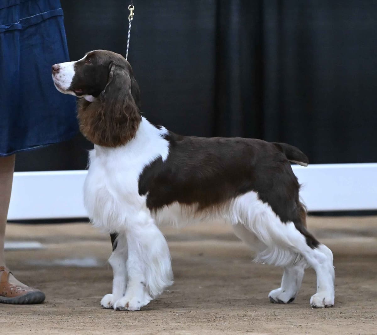 English Springer Spaniel Puppies breeder image 5