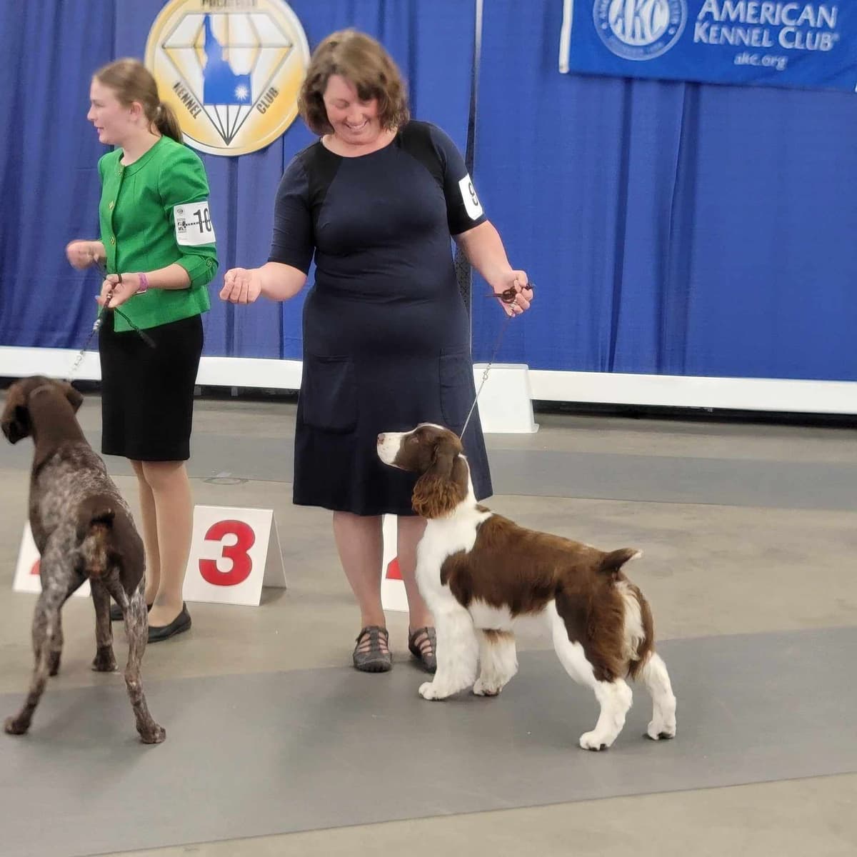 English Springer Spaniel Puppies breeder image 4