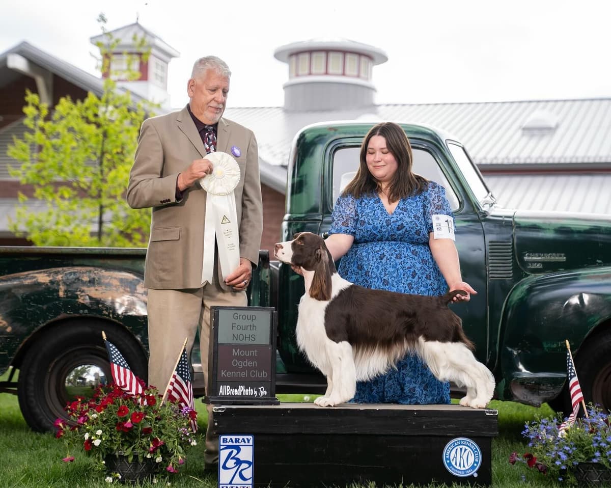 English Springer Spaniel Puppies breeder image 7