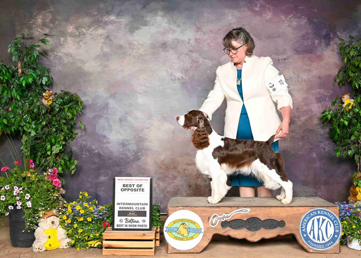 English Springer Spaniel Puppies breeder image 2