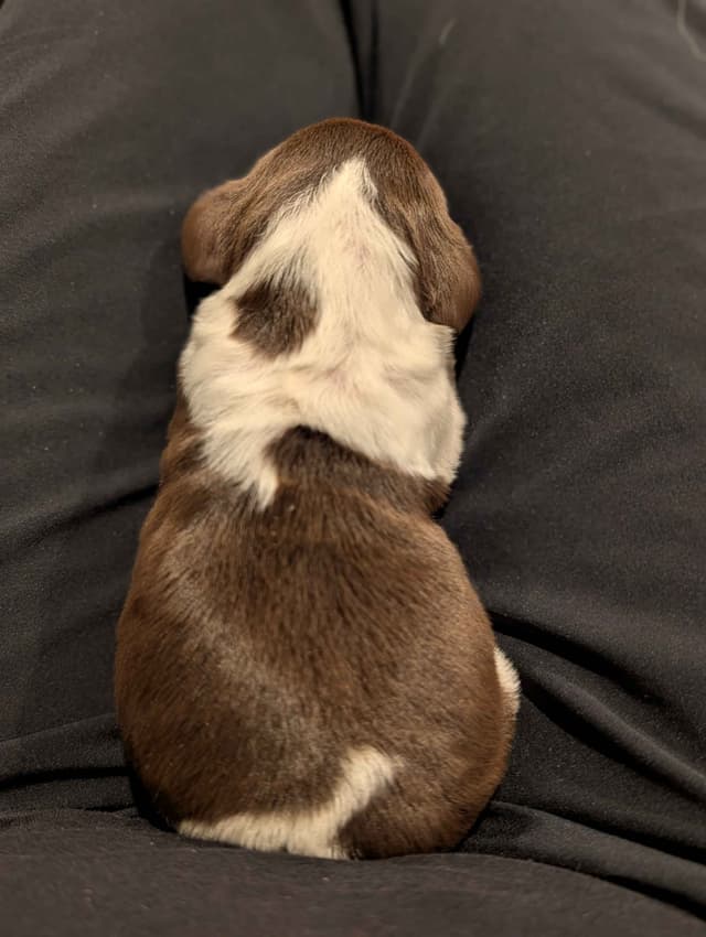 English Springer Spaniel Puppies media 2