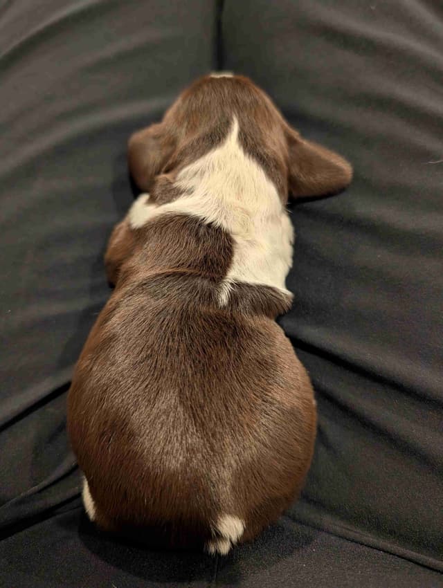 English Springer Spaniel Puppies media 3