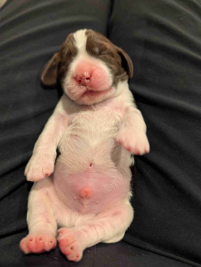 English Springer Spaniel Puppies media 4
