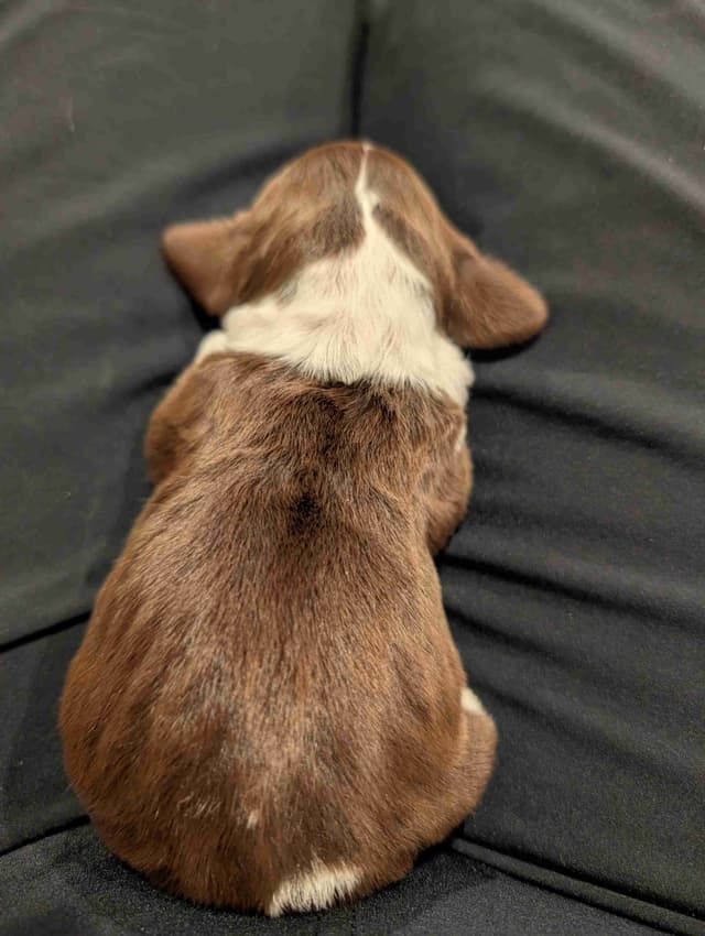 English Springer Spaniel Puppies media 5