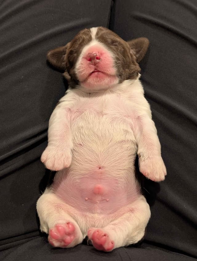 English Springer Spaniel Puppies media 9
